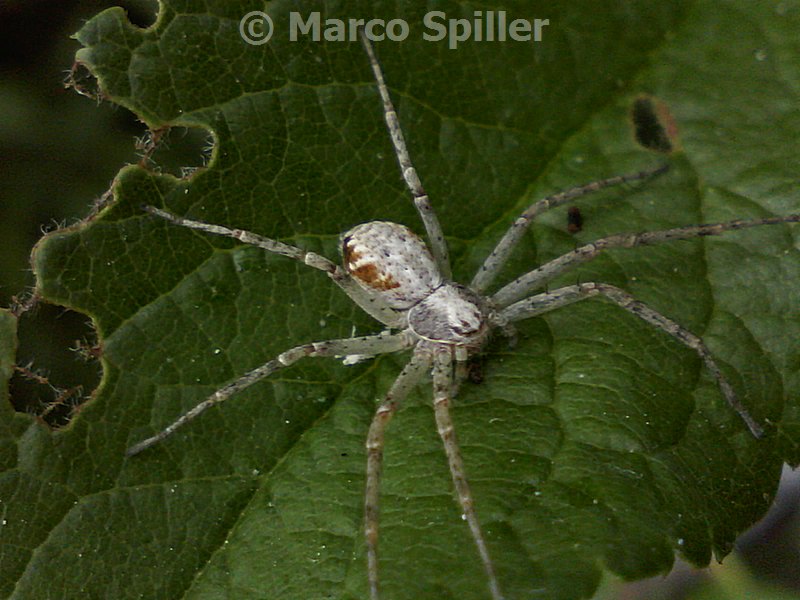 Philodromus sp. - Milano (MI)